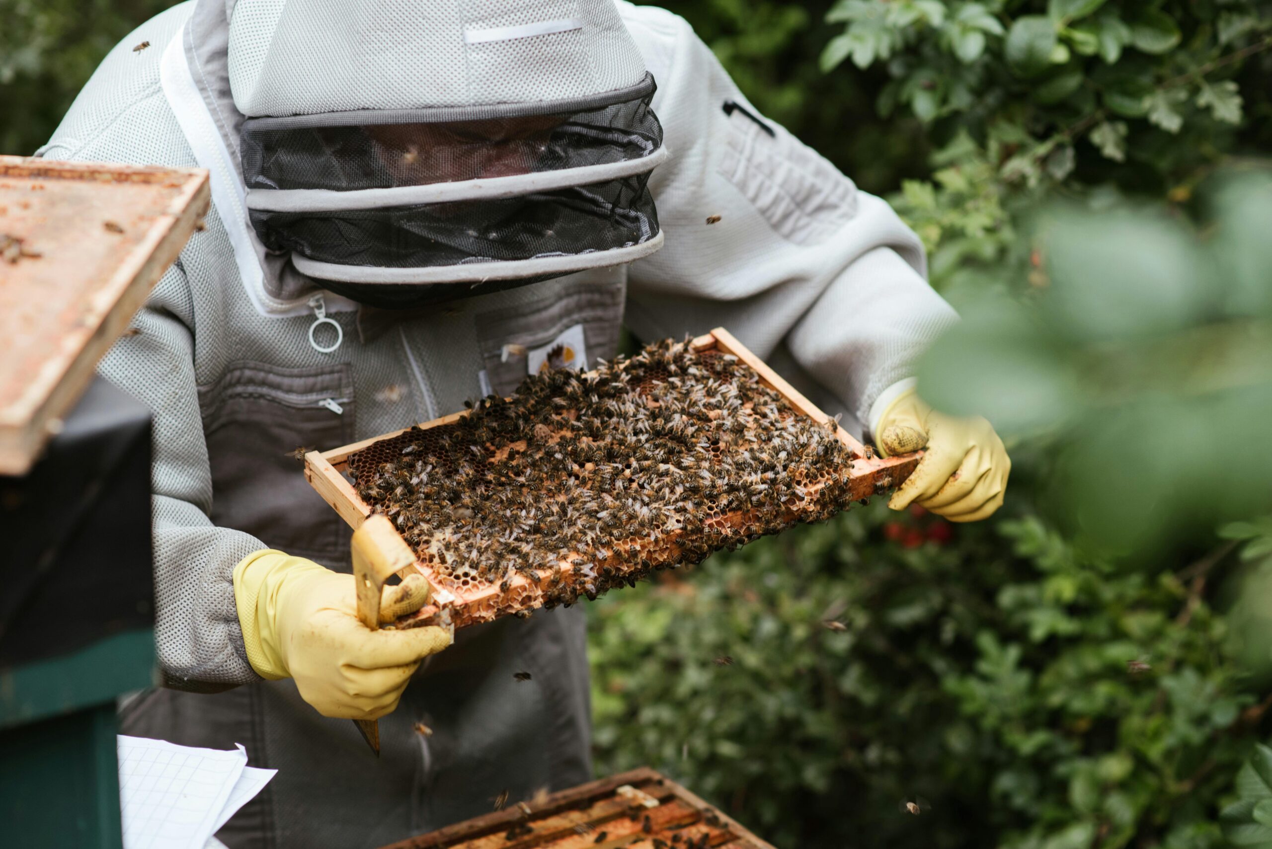 Wasp Nest Removal In Portsmouth